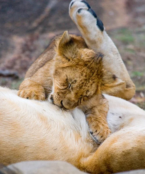 Lejoninna med lejon unge — Stockfoto