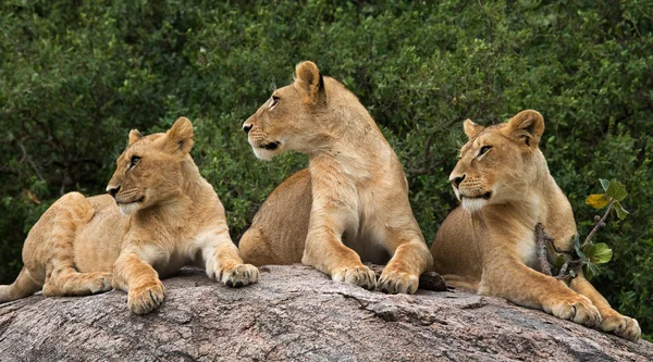 Az oroszlán relaxációs csoport — Stock Fotó
