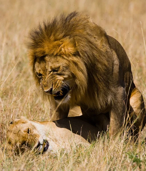 Leone e leonessa combattono da vicino — Foto Stock