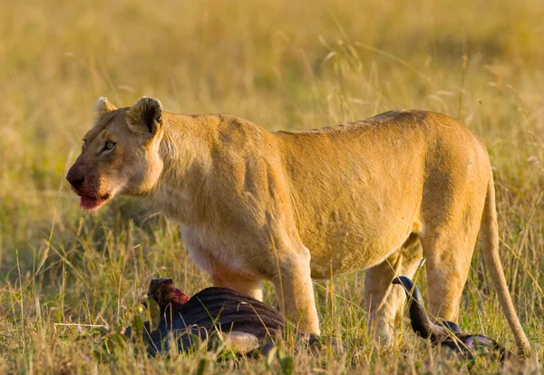 Närbild porträtt av lioness — Stockfoto