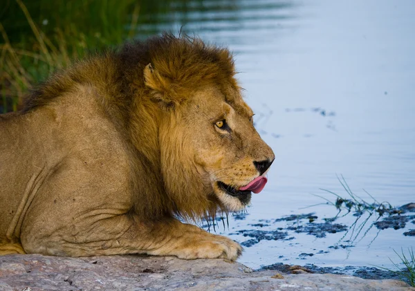 Lion close up portrait — Stock Photo, Image