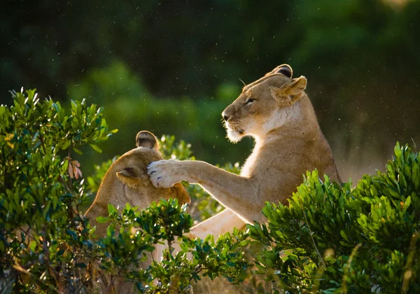 Two lioness playing