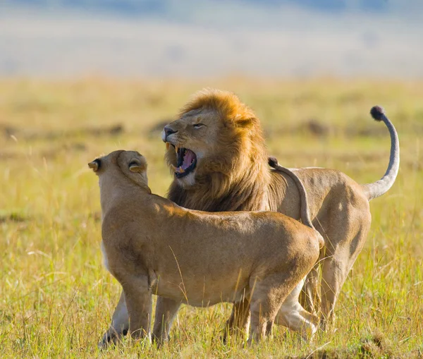 Lejon och lejoninna i savannah — Stockfoto