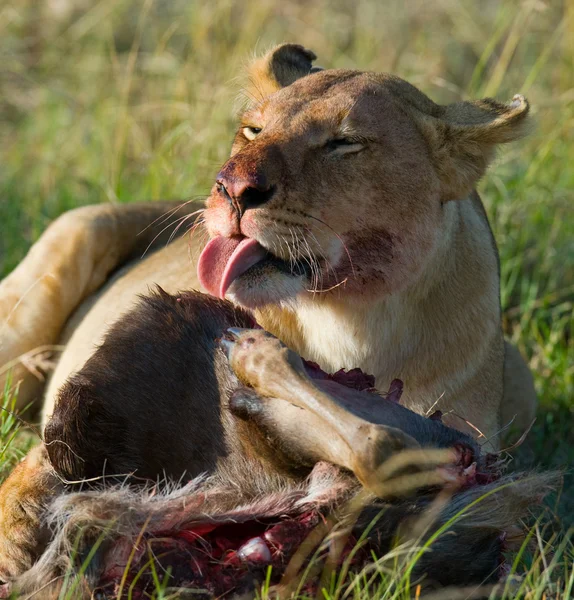 Lioness eating meat — Stock Photo, Image