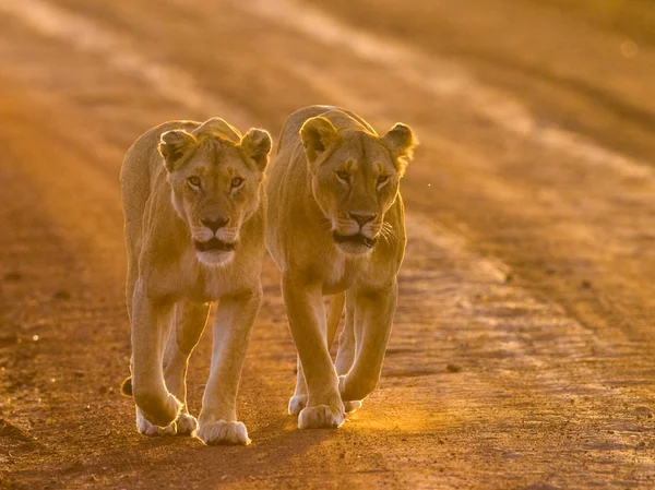 Two lioness in sunset light — 图库照片