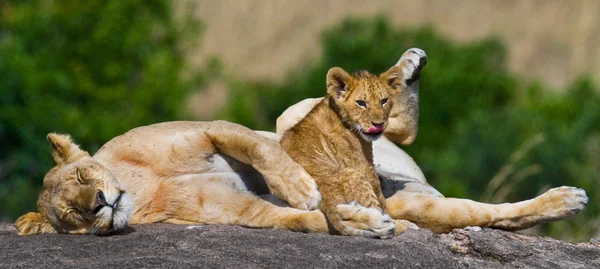 Leone con cucciolo di leone — Foto Stock