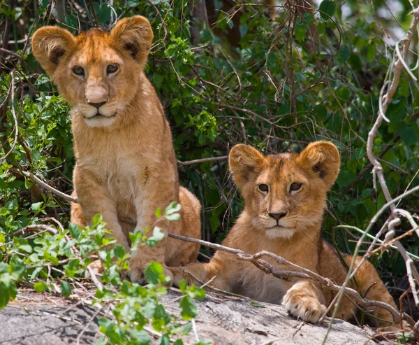 Δύο λιοντάρι cubs — Φωτογραφία Αρχείου