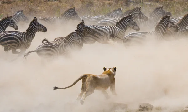 Attaque de lionne sur un zèbre — Photo