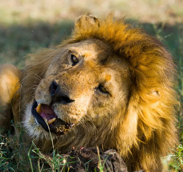 Βασιλιάς των λιονταριών ζώα τρώνε — Φωτογραφία Αρχείου