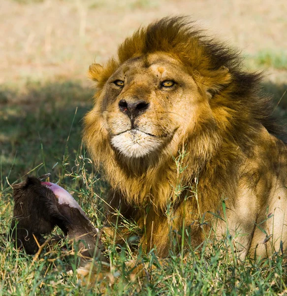 Король животных лев расслабляющий — стоковое фото