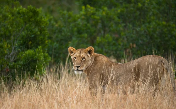 The most beautiful lioness — Stock Photo, Image