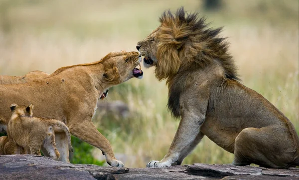 Lejon och lejoninna i savannah — Stockfoto