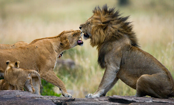 Lion and lioness in savannah