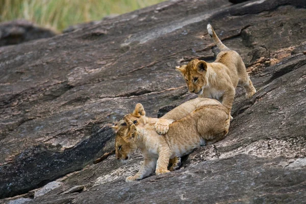 Trois lionceaux jouant — Photo