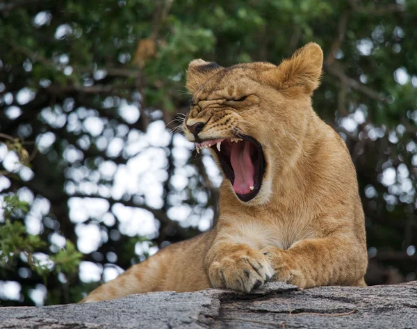 Lion cub close up portrait — Stok fotoğraf