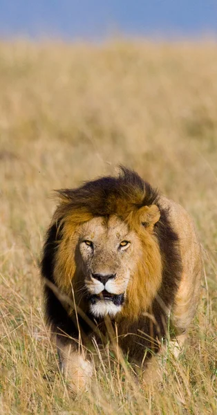 Το πιο όμορφο λιοντάρι — Φωτογραφία Αρχείου