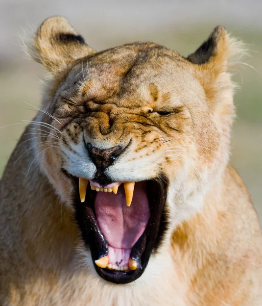 Närbild porträtt av lioness — Stockfoto