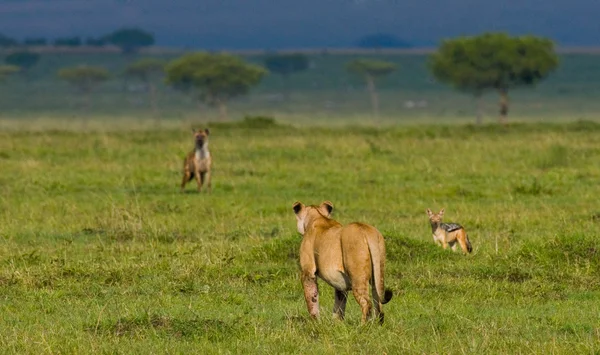 Een leeuwin in Tanzania — Stockfoto