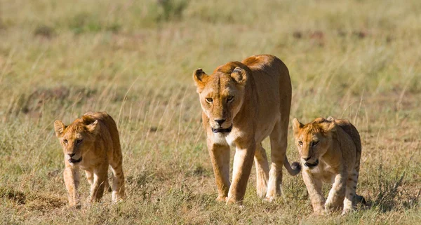 Lioness in its habitat with cubs — Stock Photo, Image