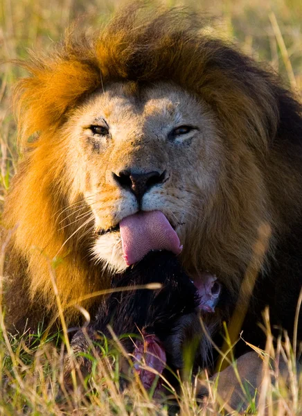 The most beautiful lion — Stock Photo, Image