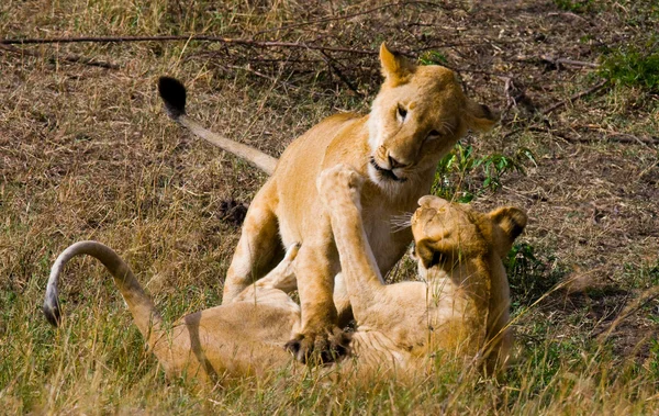 Due cuccioli di leone — Foto Stock