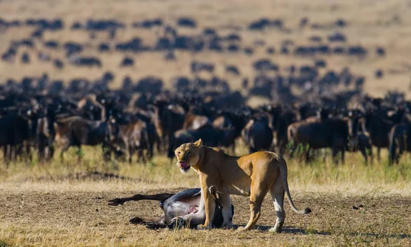 La leona acababa de matar a un ñu . — Foto de Stock
