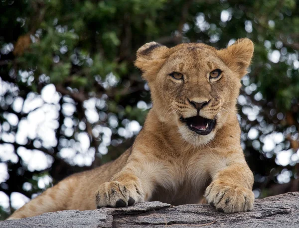 Lion cub close up portrait — Φωτογραφία Αρχείου