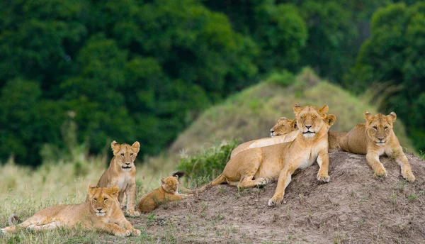 Lionne dans son habitat avec ourson — Photo