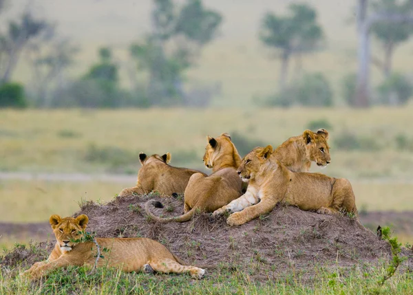 Grupo de leoas na colina — Fotografia de Stock