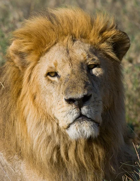 Close up portrait of lion — Stock Photo, Image