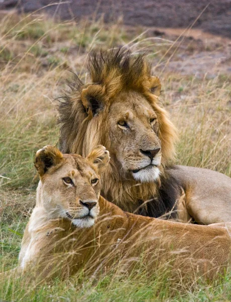 Lion and lioness in savannah — Stock Photo, Image
