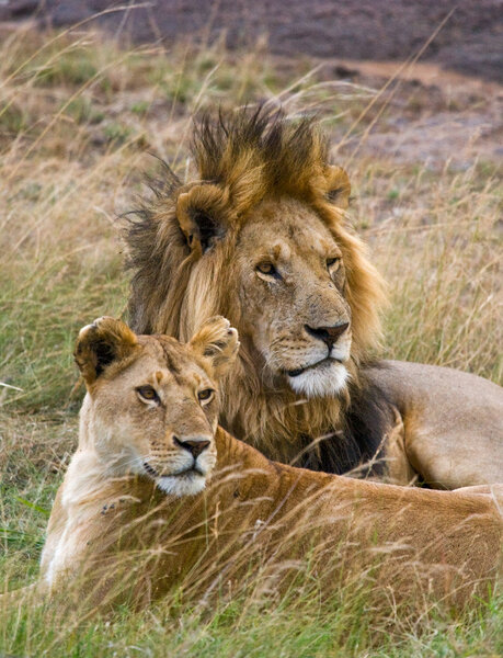 Lion and lioness in savannah