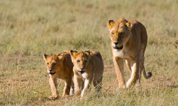 Λέαινα στο βιότοπό με cubs — Φωτογραφία Αρχείου