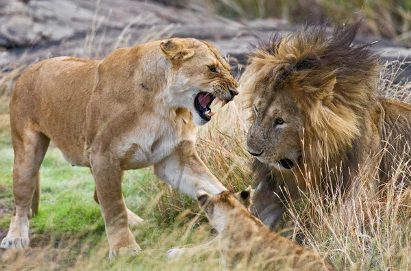 Lionne avec lion et ourson — Photo