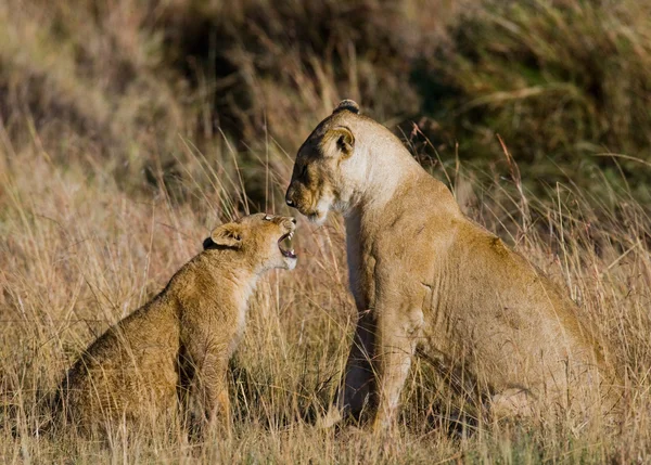 Löwin in ihrem Lebensraum mit Jungtier — Stockfoto