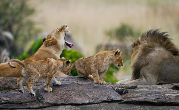 Löwenfamilie entspannt auf Stein — Stockfoto