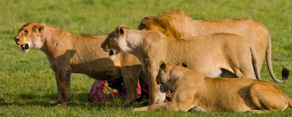 Skupina lvice jíst maso — Stock fotografie
