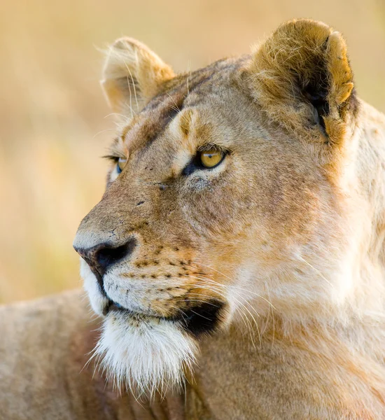 Close-up  portrait of Lioness — Stock Photo, Image