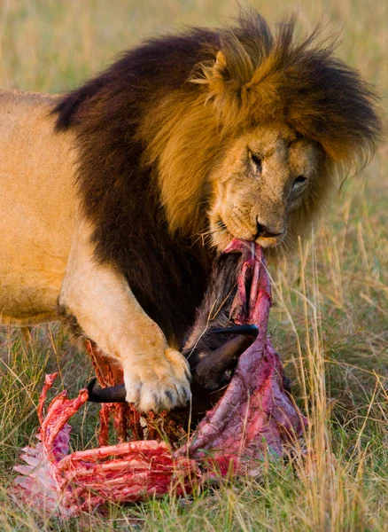 The most beautiful lion — Stock Photo, Image