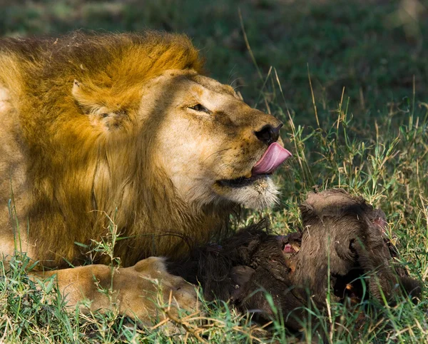Koning van dieren-Leeuw eten — Stockfoto