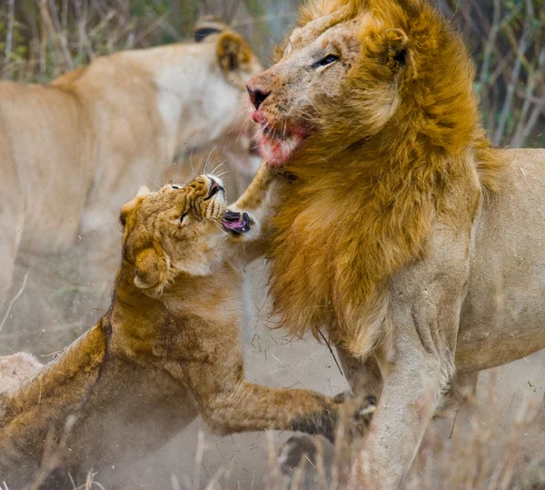 Leone e leonessa combattono da vicino — Foto Stock