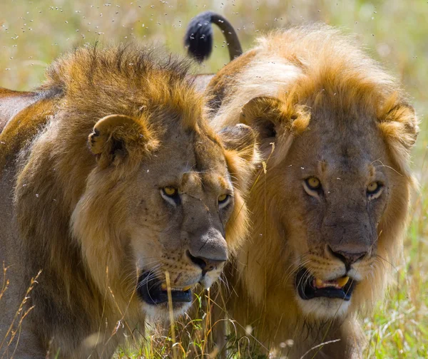 Dos leones grandes — Foto de Stock