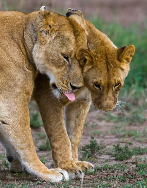 Jouer la lionne dans son habitat — Photo