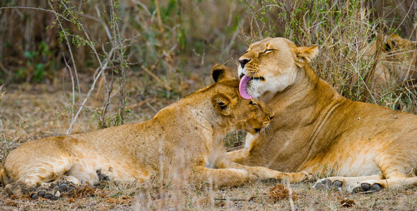 Two lionesses in its habitat