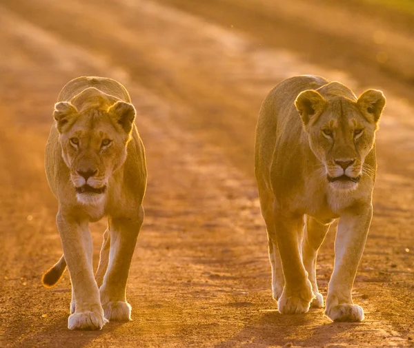 Two lioness in sunset light — Stock fotografie