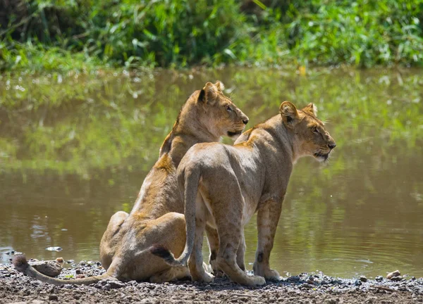 Két lionesses-az élőhelye — Stock Fotó