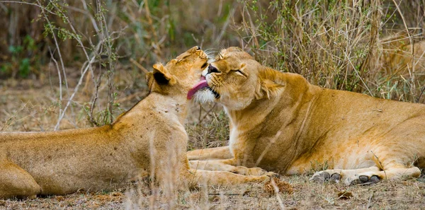 Two lionesses in its habitat — Stock Photo, Image