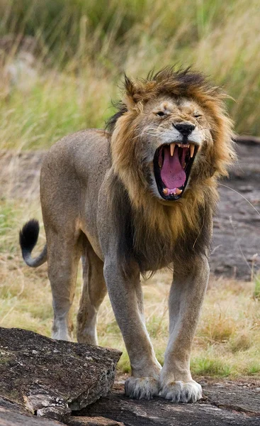 Velký lev, zíval, — Stock fotografie