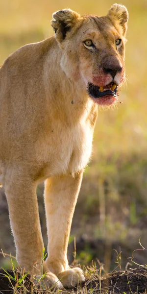 Ritratto ravvicinato della leonessa — Foto Stock