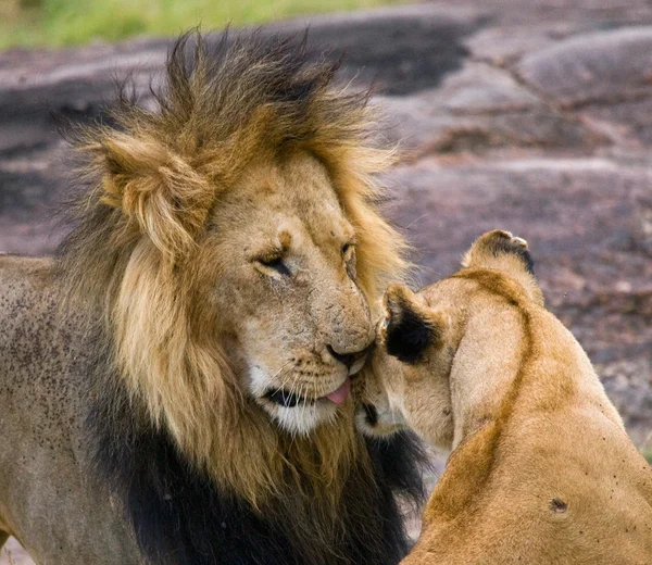 Lejon och lejoninna i närbild porträtt — Stockfoto